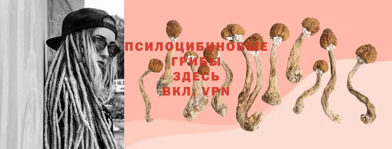 Галлюциногенные грибы Cubensis  МЕГА ссылки  Выкса 